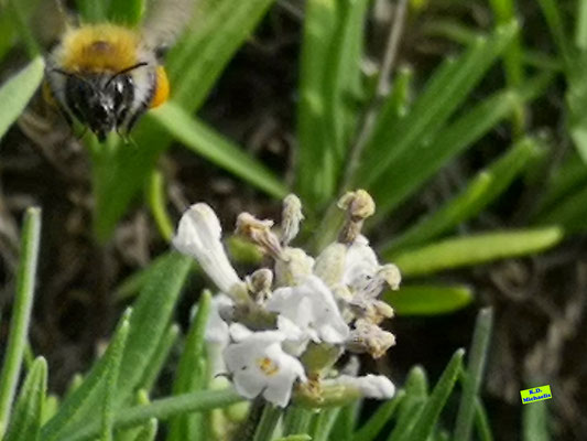 Nahaufnahme mit Blick mitten in das hübsche Gesicht einer kleinen Wildbiene mit großen orangen Pollensäckchen auf weißem Lavendel. Bild K.D. Michaelis