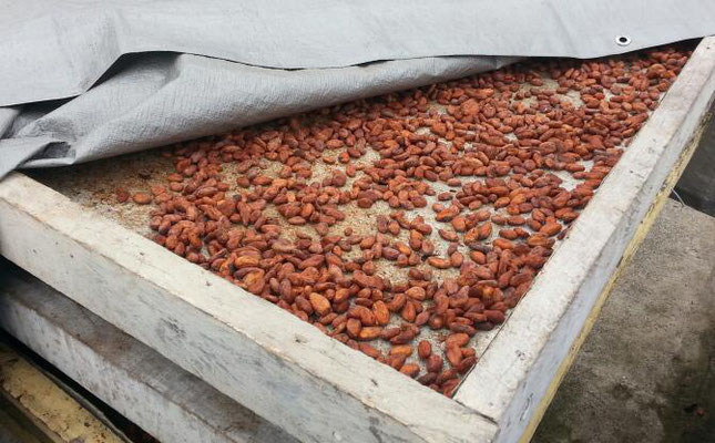 Fermentierte Kakaobohnen werden getrocknet...