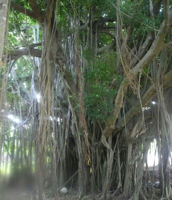 Mangroven...