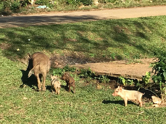 ... Schweine haben überall auf Tonga Vorfahrt, Geschwindigkeitsbegrenzungen sind also unnötig.