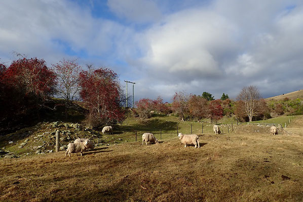 les fameux champs de moutons !