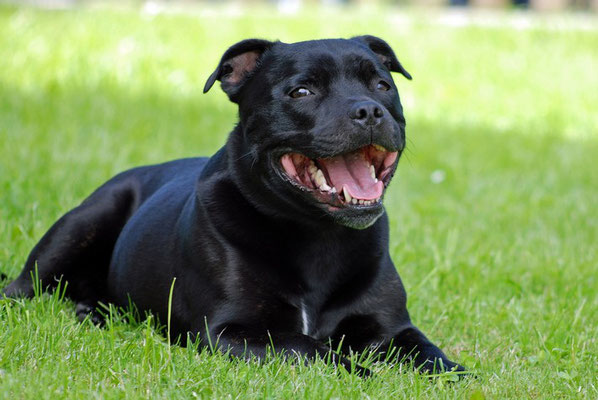 Un staffordshire bull terrier noir couché dans l'herbe noir par coachcanin16 educateur canin à cognac