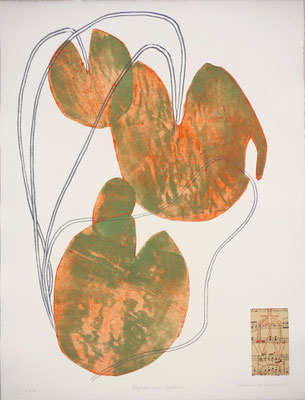 Vincent DEZEUZE, "Nympheaceae N alba L", Gravure technique cellulogravure, 65x50 cm, 2019