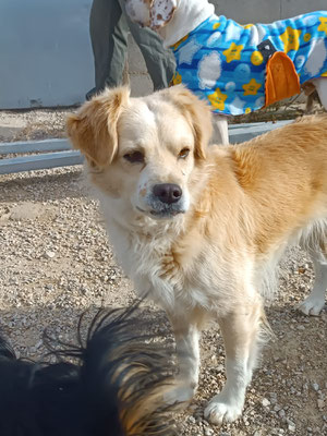 Montego