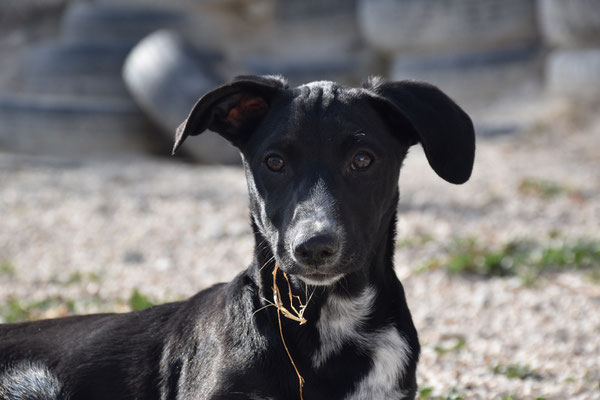 Negrita