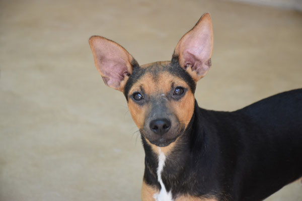 Dobby