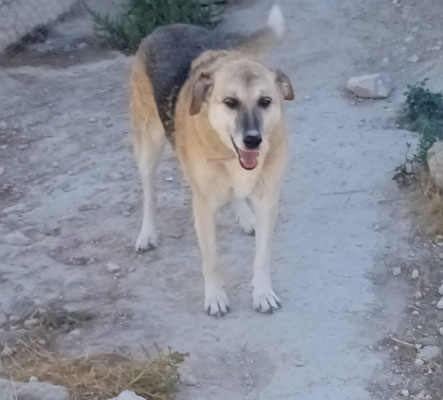 Pili