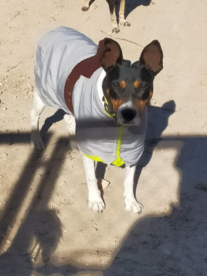 Hugo