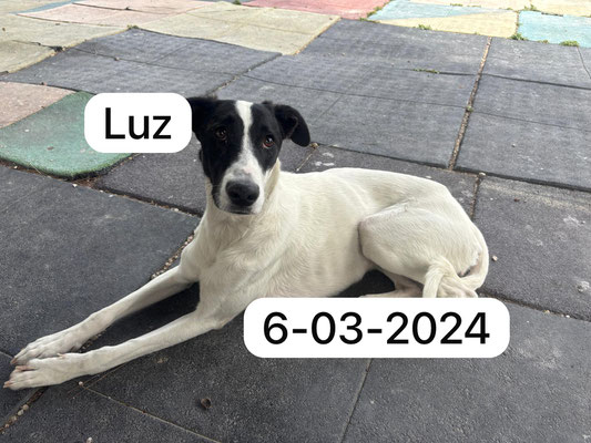 Luz