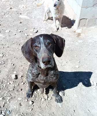 Toby