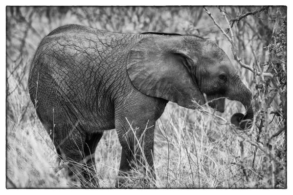 Krüger Nationalpark - Südafrika