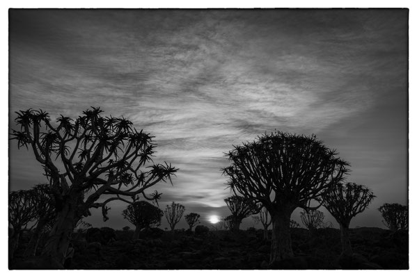 Quiver Tree Forest - Keetmanshoop - Namibia