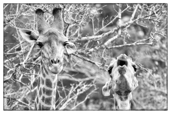 Tembe Elephant Park - Südafrika