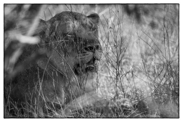Krüger Nationalpark - Südafrika