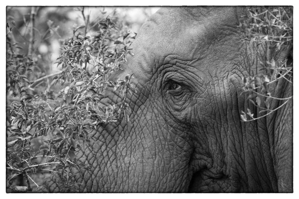 Tembe Elephant Park - Südafrika