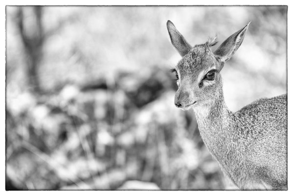 Namutoni - Etosha Park - Namibia