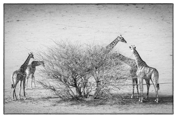 Kalahari - Bagatelle Lodge - Namibia