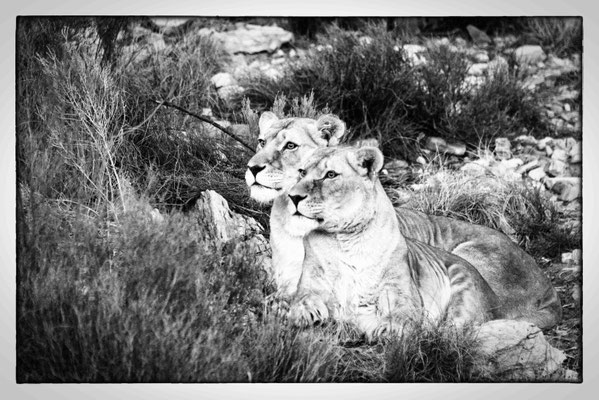 Aquila Safari - Südafrika