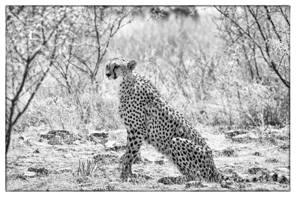 Halali - Etosha Park - Namibia