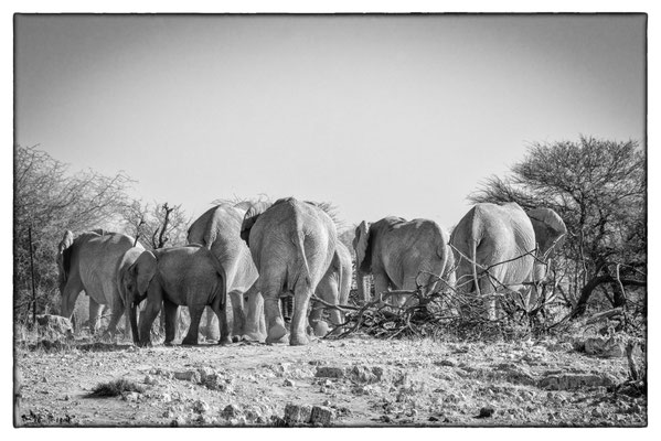 Okaukuejo - Etosha Park - Namibia