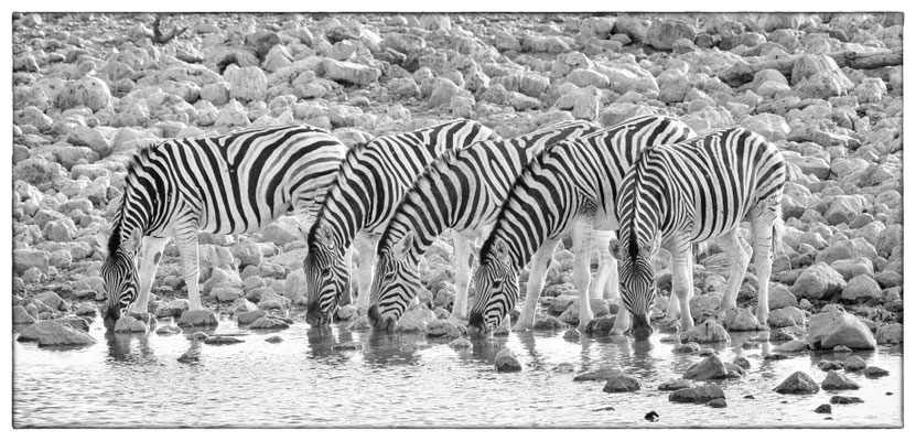 Okaukuejo - Etosha Park - Namibia