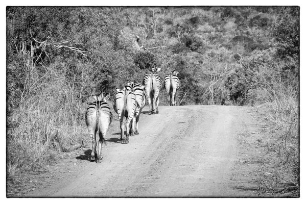 Hluhluwe-iMfolozi-Park - Südafrika