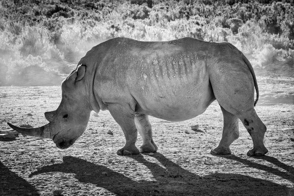 Aquila Safari - Südafrika