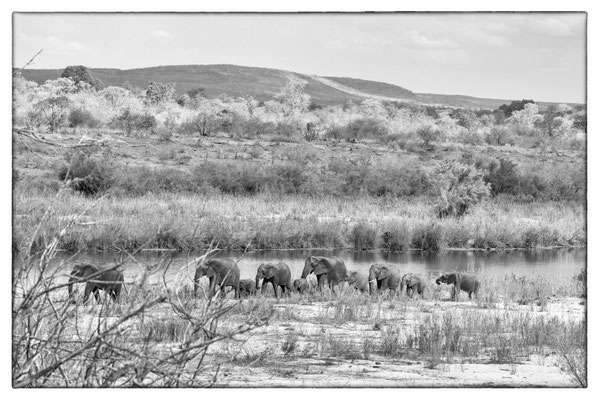 Krüger Nationalpark - Südafrika