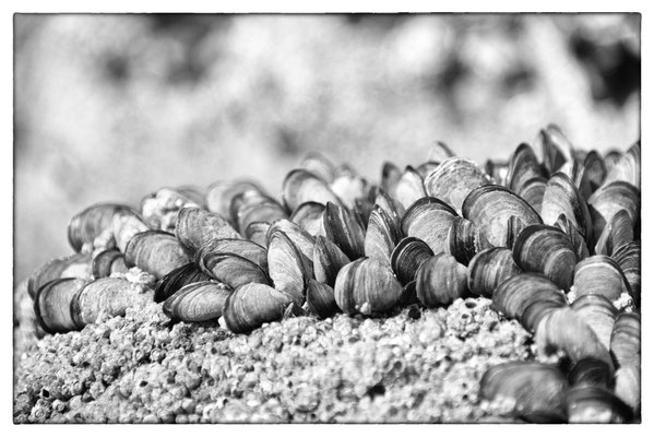 Plevenon - Bretagne - Frankreich 2015