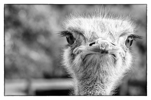 Ostrich Farm - Cape Peninsula - Südafrika
