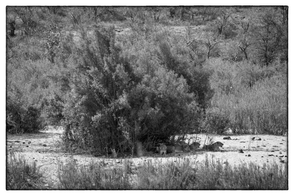 Krüger Nationalpark - Südafrika