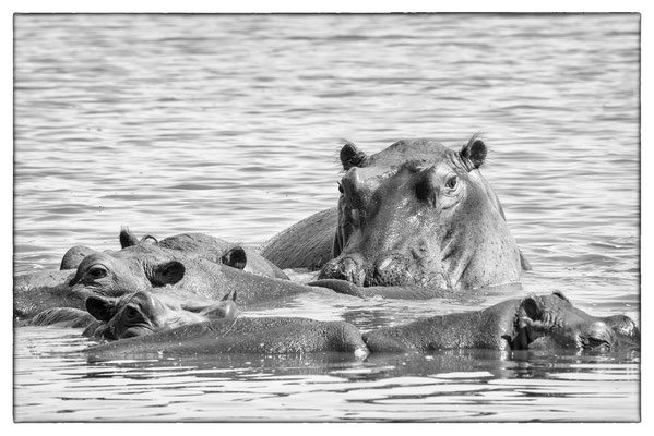 Krüger Nationalpark - Südafrika