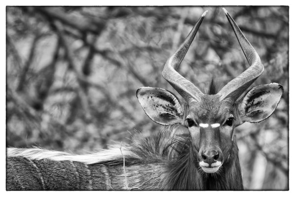Tembe Elephant Park - Südafrika