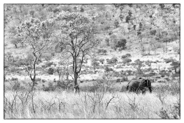 Krüger Nationalpark - Südafrika