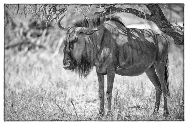 Namutoni - Etosha Park - Namibia