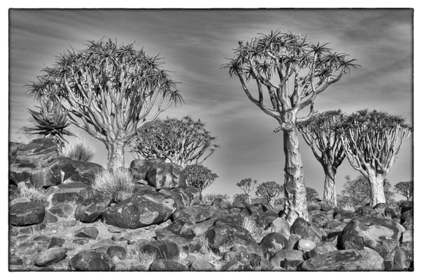Quiver Tree Forest - Keetmanshoop - Namibia