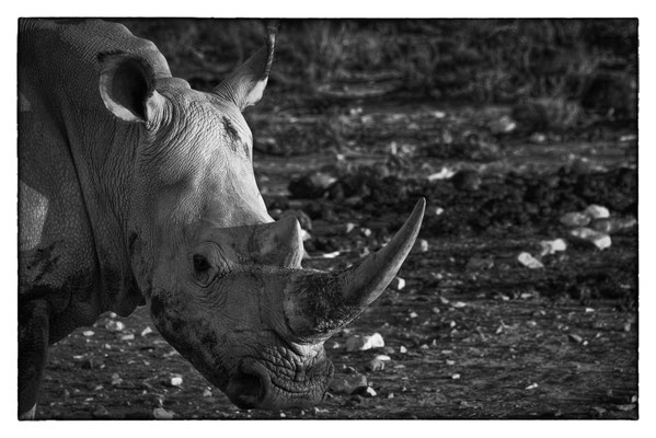 Aquila Safari - Südafrika