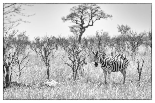 Krüger Nationalpark - Südafrika