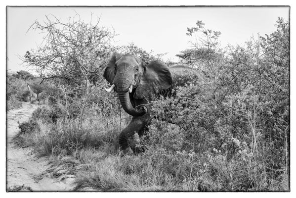 Tembe Elephant Park - Südafrika