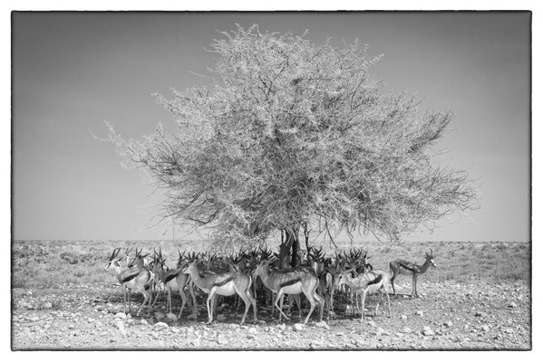 Halali - Etosha Park - Namibia