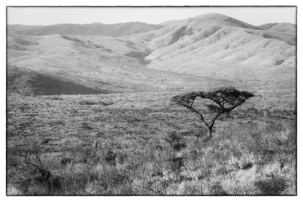 Hluhluwe-iMfolozi-Park - Südafrika