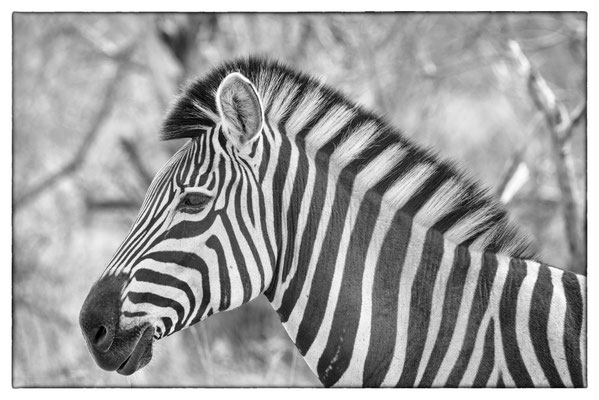 Krüger Nationalpark - Südafrika