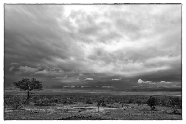 Krüger Nationalpark - Südafrika