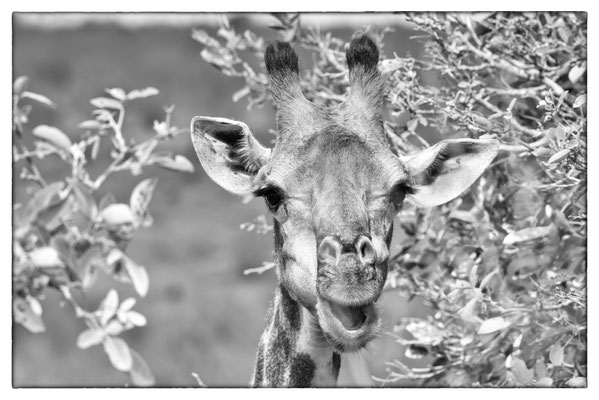 Krüger Nationalpark - Südafrika