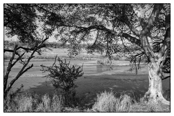 Krüger Nationalpark - Südafrika