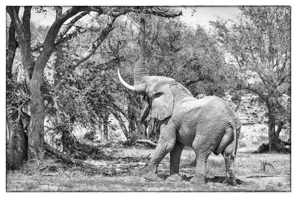Desert Elephants - Damara Land - Namibia