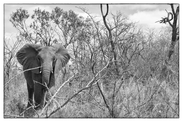 Krüger Nationalpark - Südafrika