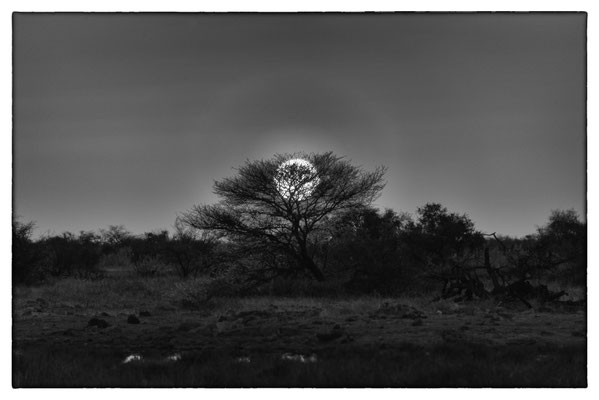 Halali - Etosha Park - Namibia