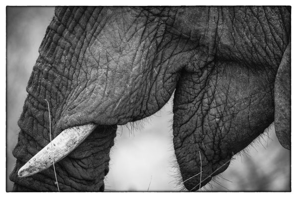 Krüger Nationalpark - Südafrika