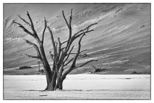 Death Vlei - Sossusvlei - Namibia
